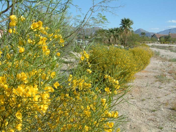 Plant photo of: Senna artemisioides