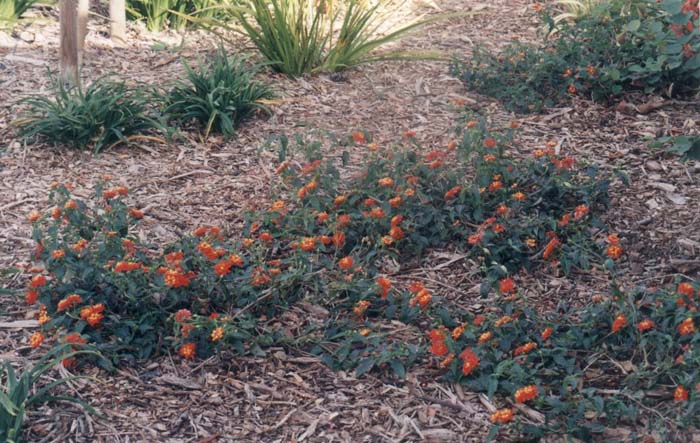 Plant photo of: Lantana 'Confetti'