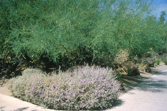 Leucophyllum candum 'Silver Cloud'