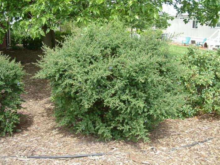 Ceanothus 'Dark Star'