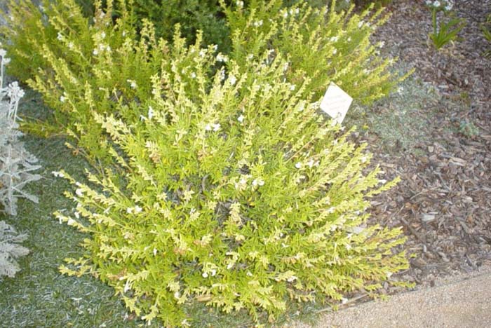 White Texas or Autumn Sage