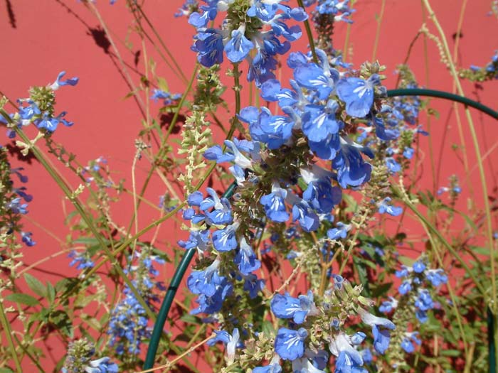 Salvia uliginosa