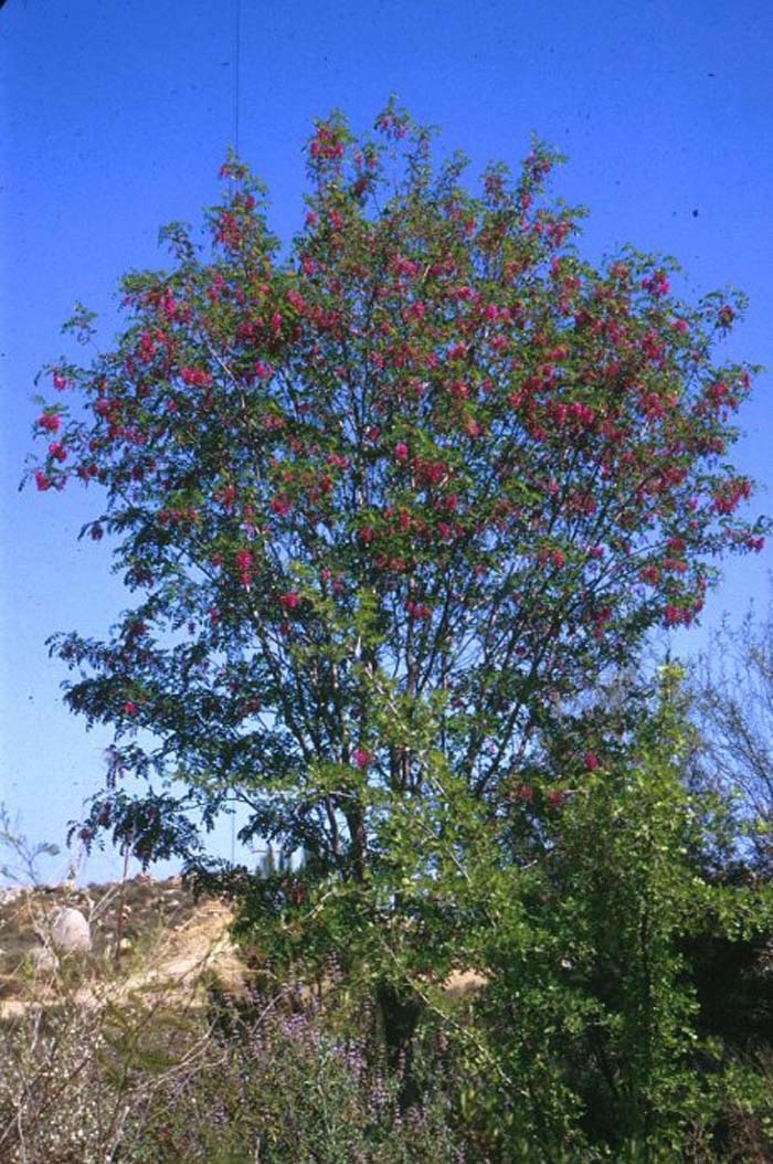 Plant photo of: Robinia X ambigua 'Purple Robe'