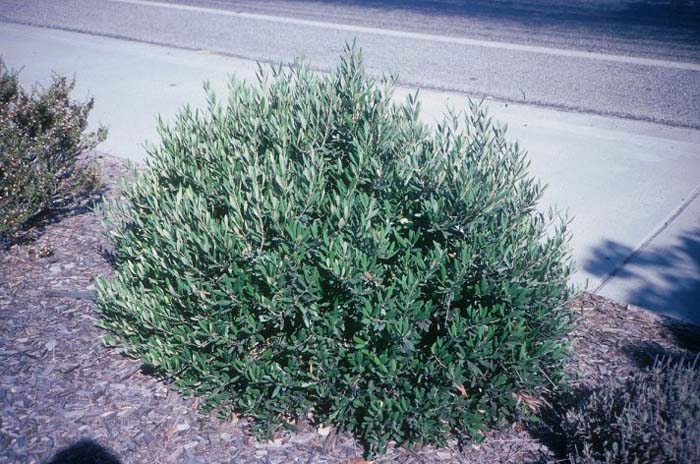 Olea europaea 'Montra'