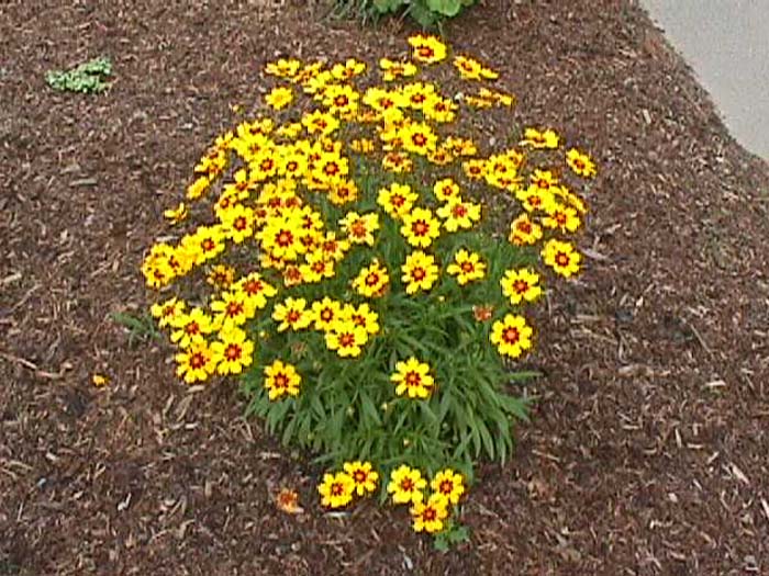 Coreopsis lanceolata 'Sterntaler'