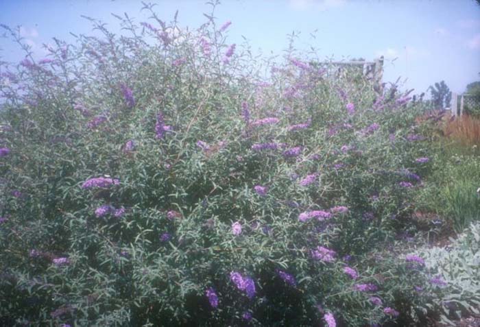 Buddleia davidii var. Nanhoensis