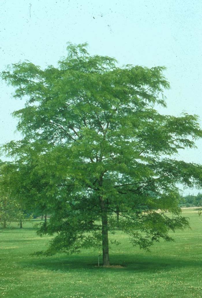 Gleditsia tricanthos inermis 'Shademaste
