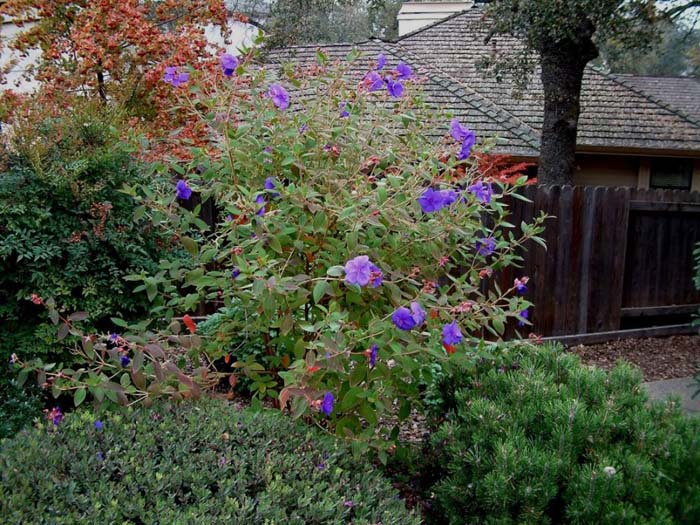Tibouchina urvilleana