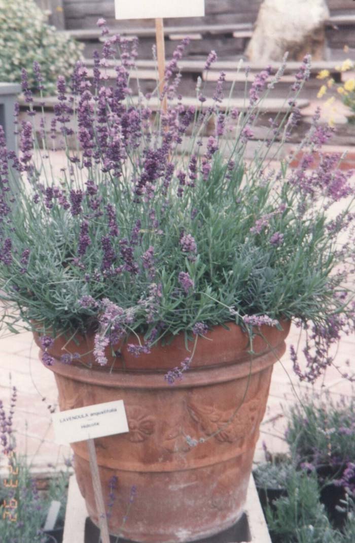 Plant photo of: Lavandula angustifolia 'Hidcote'