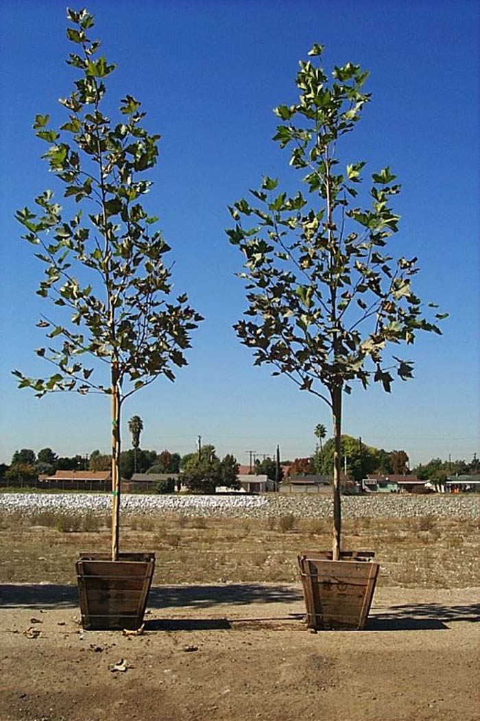 Platanus acerifolia 'Bloodgood'