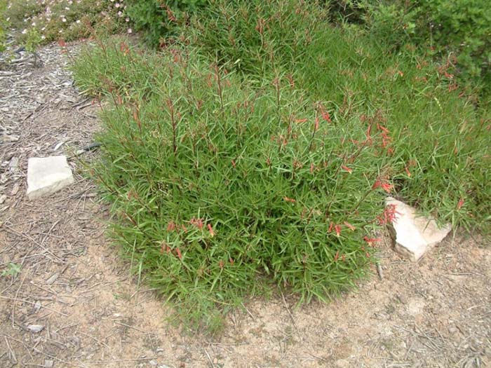 Lobelia laxiflora