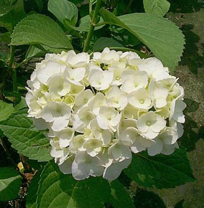 Plant photo of: Hydrangea macrophylla