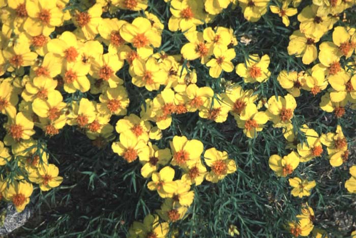 Zinnia grandiflora