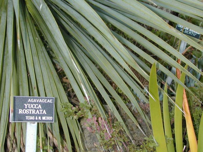 Plant photo of: Yucca rostrata