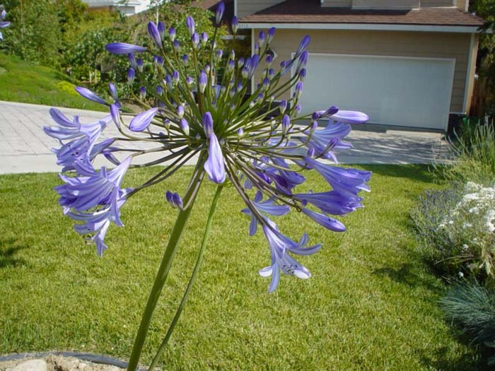 Plant photo of: Agapanthus 'Peter Pan'