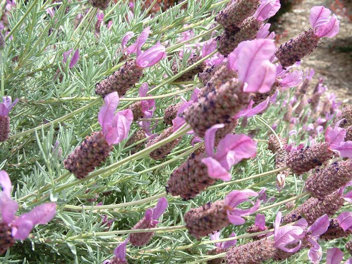 Plant photo of: Lavandula stoechas p. 'Otto Quast'