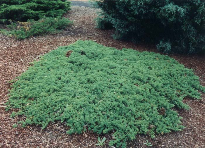 Juniperus procumbens