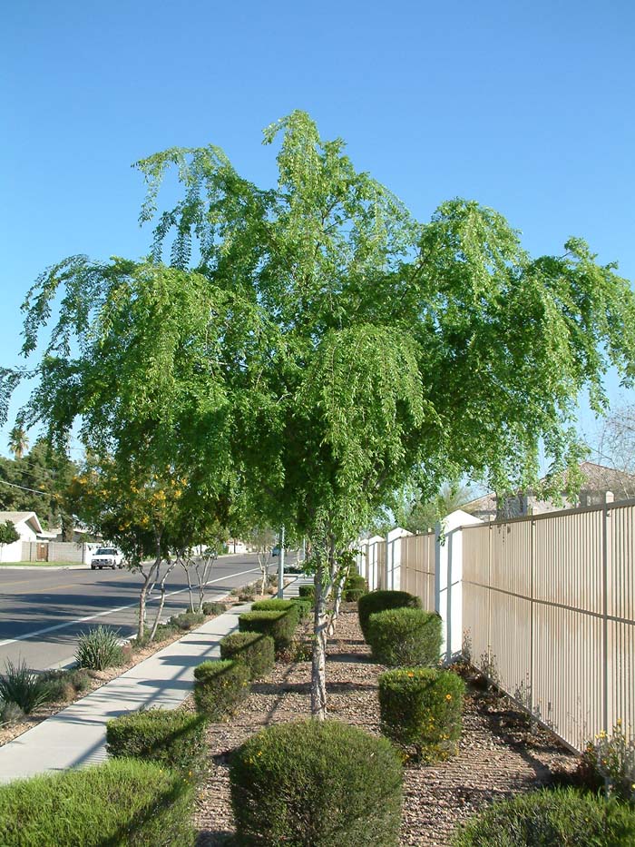 Ulmus parvifolia