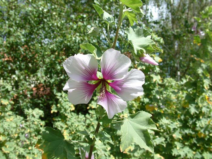 Lavatara maritima