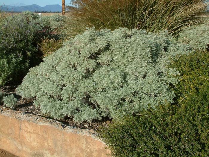 Plant photo of: Artemisia 'Powis Castle'