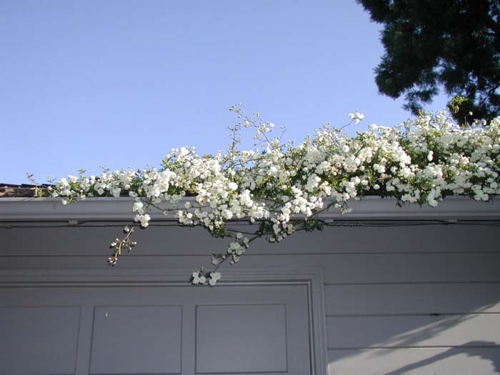 Rosa banksiae v. banksiae