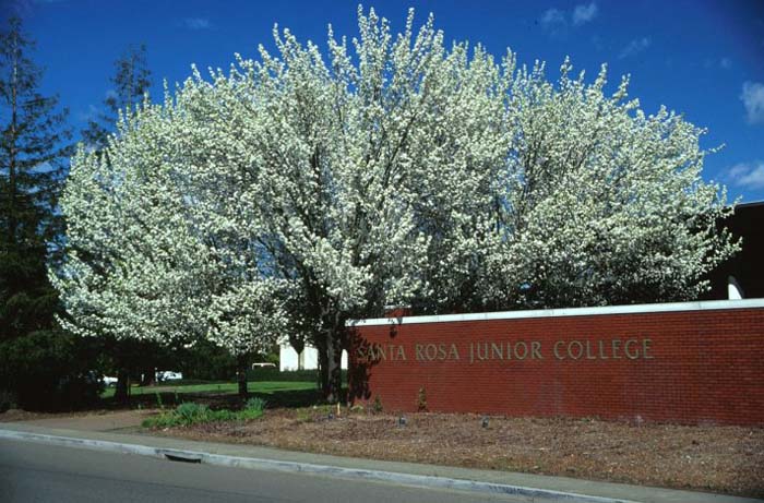 Pyrus calleryana 'Bradford'