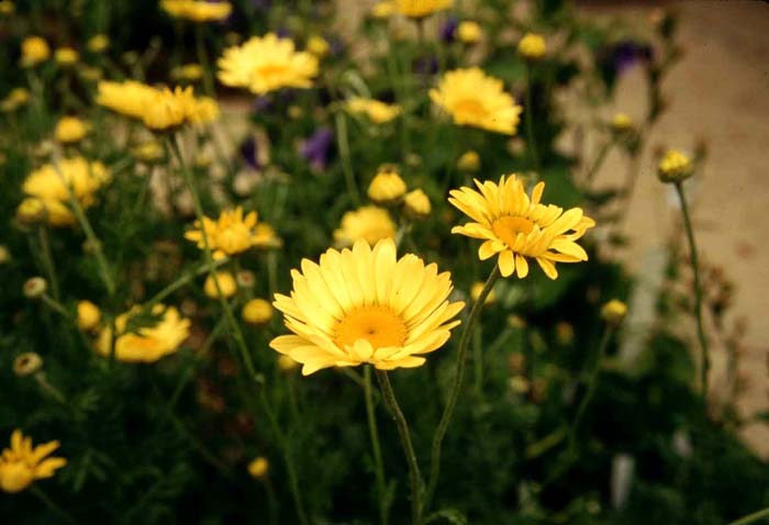 Anthemis tinctoria