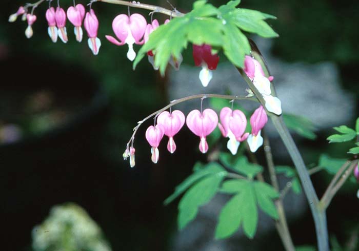 Dicentra spectabilis