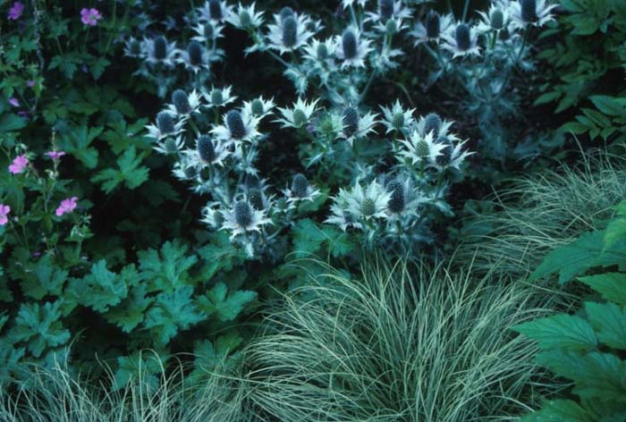 Eryngium giganteum