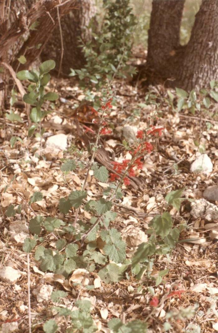 Plant photo of: Lobelia cardinalis