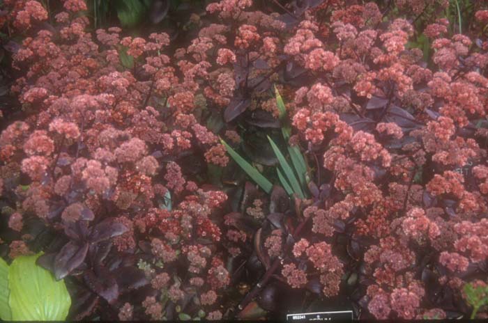 Sedum spectabile 'Autumn Joy'