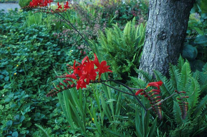 Lucifer Red Crocosmia or Montbretia