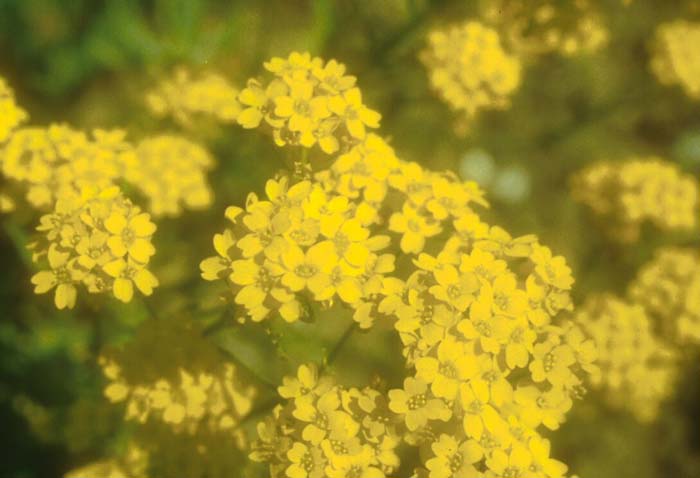Aurinia saxatilis 'Compactum'