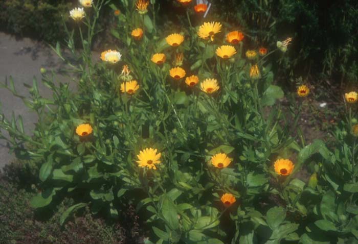 Plant photo of: Calendula officinalis