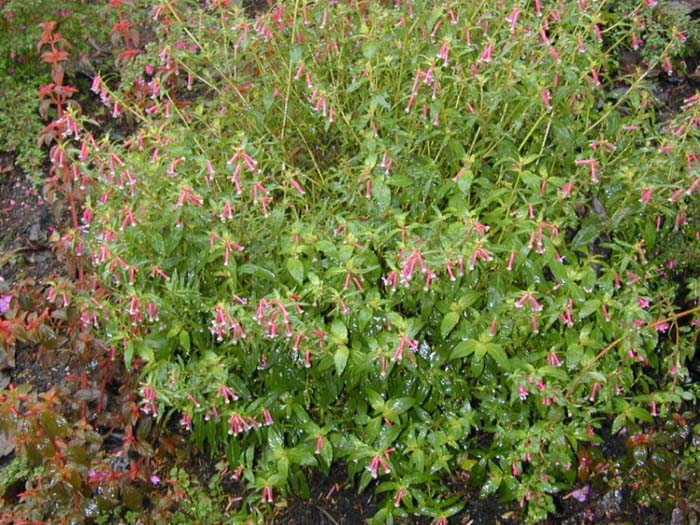 Cigar Plant, Firecracker Plant