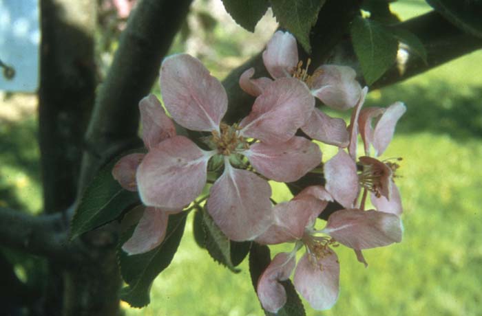 Hopa Old-Fashioned Crabapple