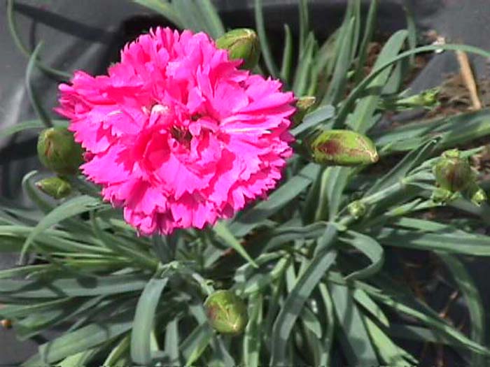 Dianthus caryophyllus