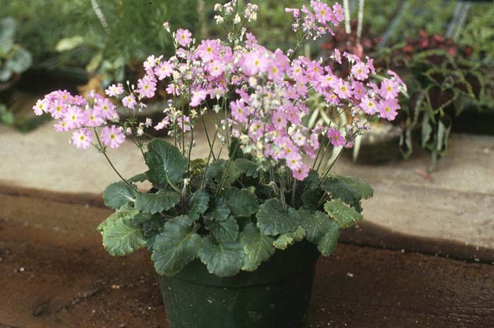 Plant photo of: Primula malacoides