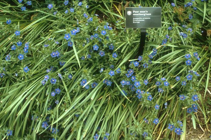 Anagallis arvensis