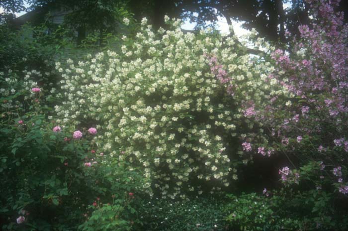 Philadelphus virginalis