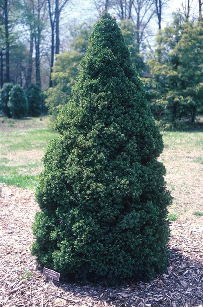 Picea glauca albertiana 'Conica'