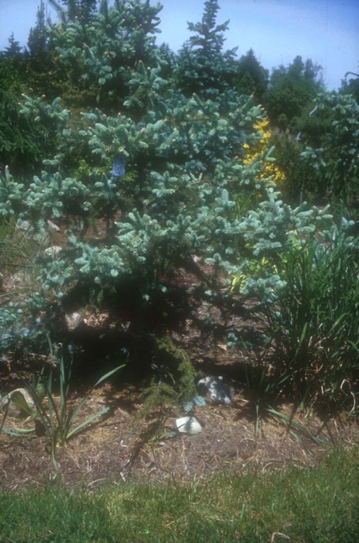 Picea pungens glauca 'Koster'