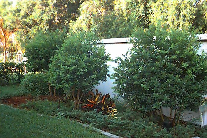 Psidium cattleianum
