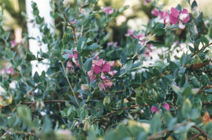 Plant photo of: Polygala X dalmaisiana