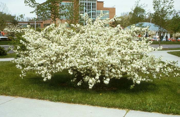 Plant photo of: Malus toringo sargentii