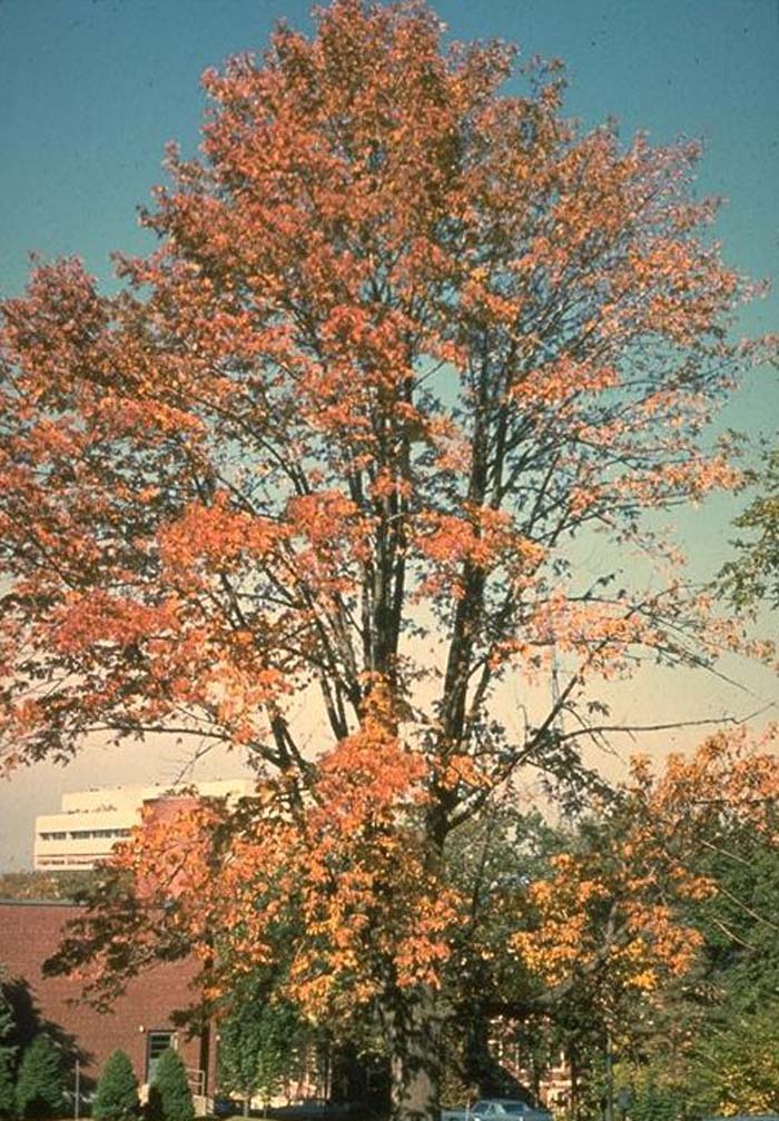 Fraxinus americana