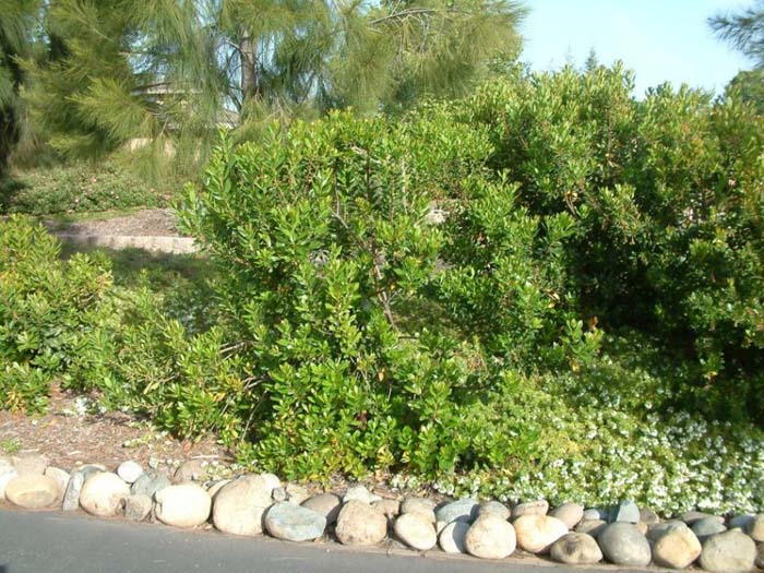 Arbutus unedo