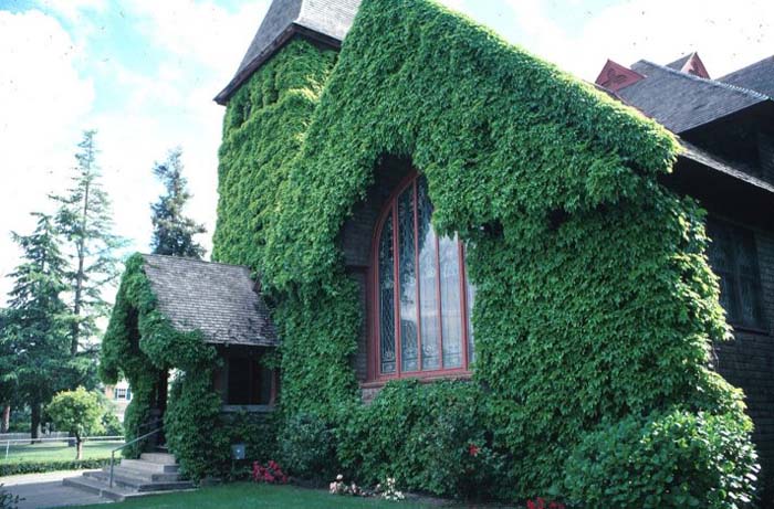 Parthenocissus quinquefolia