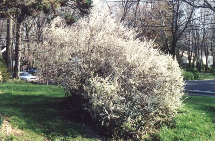 Plant photo of: Spiraea prunifolia 'Plena'