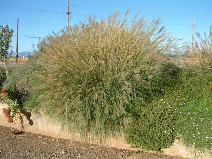 Miscanthus sinensis 'Gracillimus'